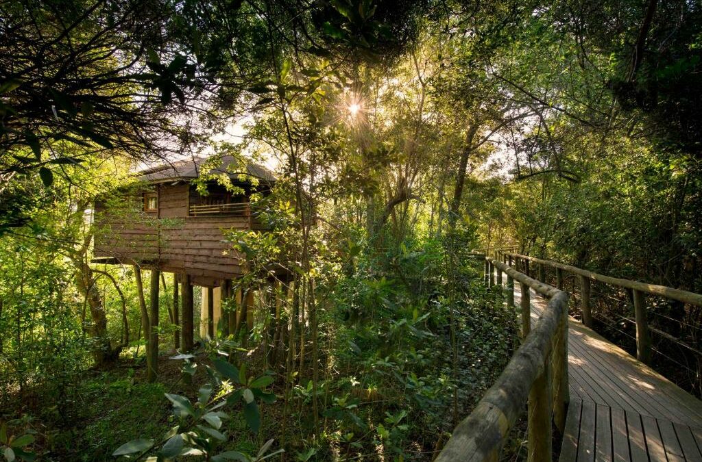TSALA TREE TOP LODGE