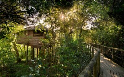 TSALA TREE TOP LODGE